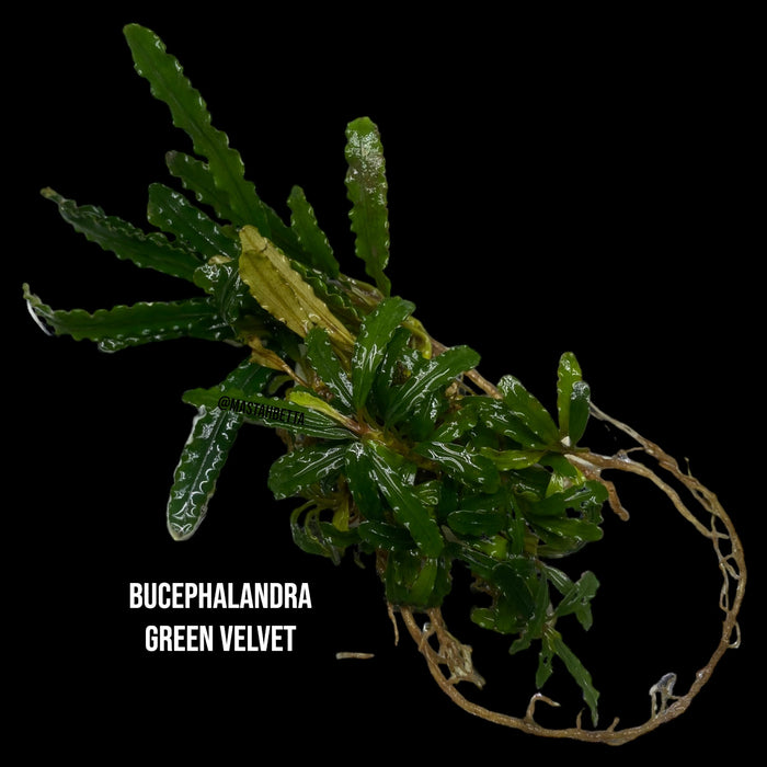 Bucephalandra Green Velvet
