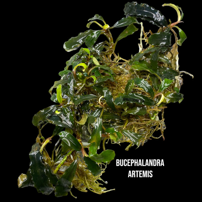 Bucephalandra Artemis