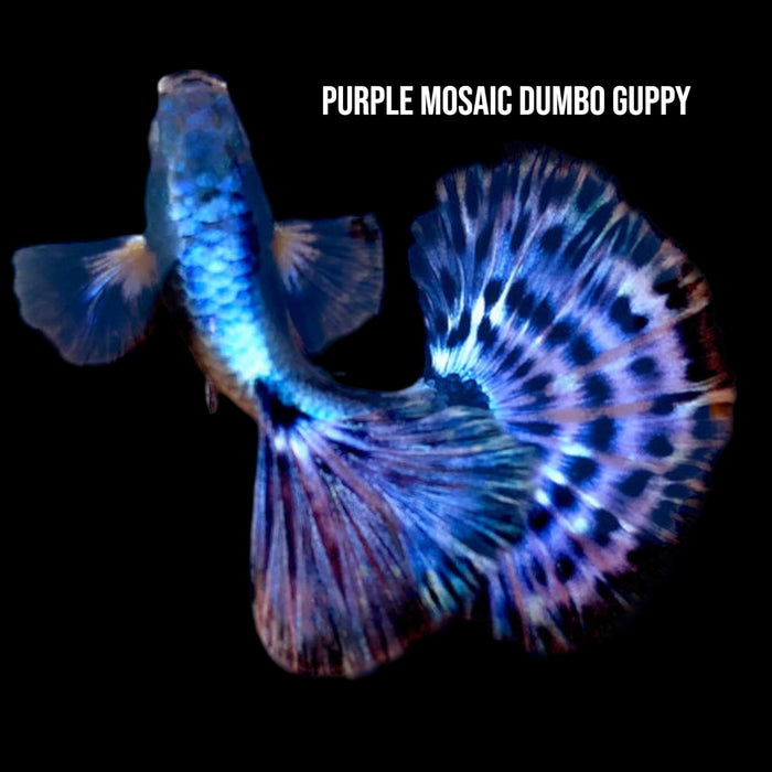 Purple Mosaic Dumbo Guppy Pair