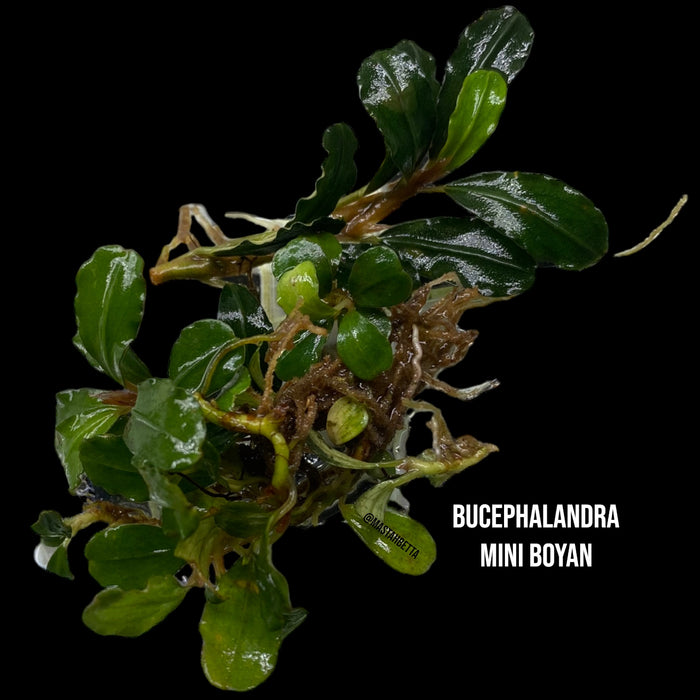 Bucephalandra Mini Boyan