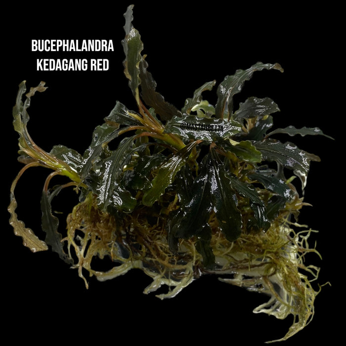 Bucephalandra Kedagang Red