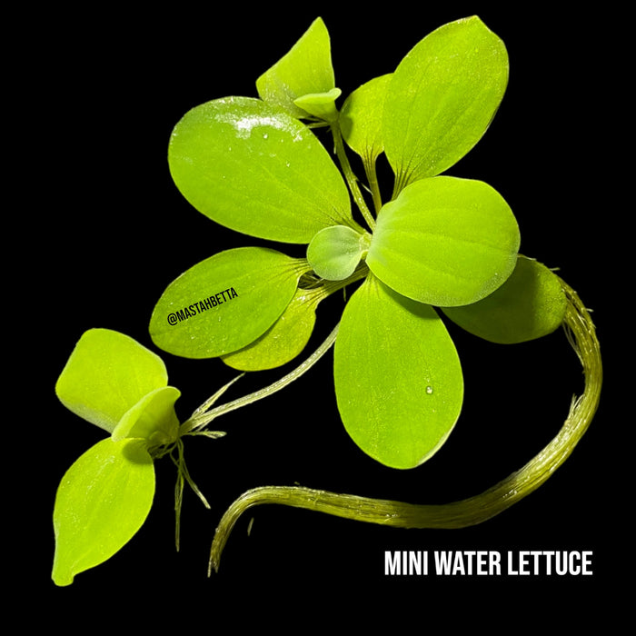 Mini Water Lettuce