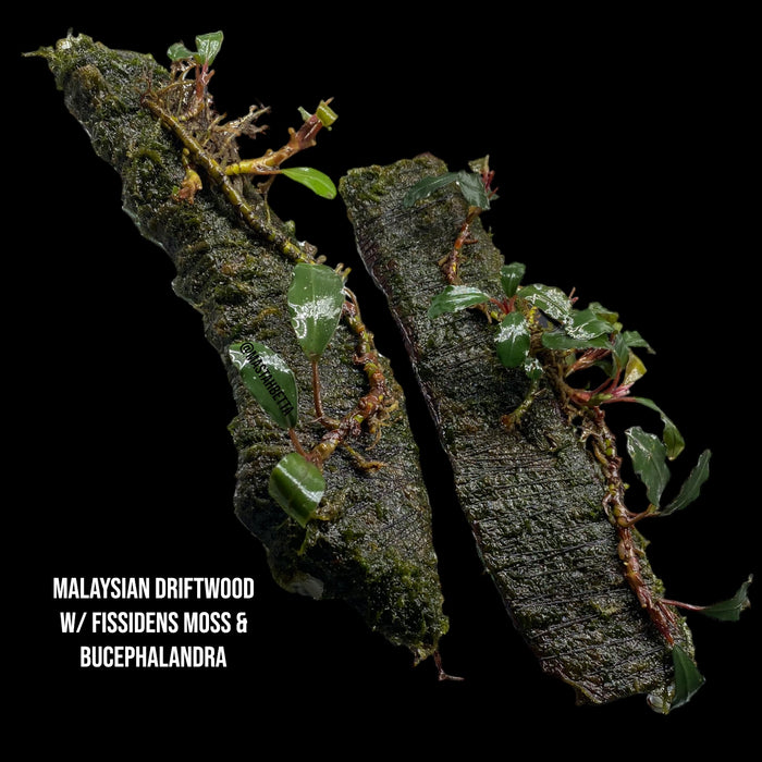 Malaysian Driftwood w/ Fissidens Moss & Bucephalandra