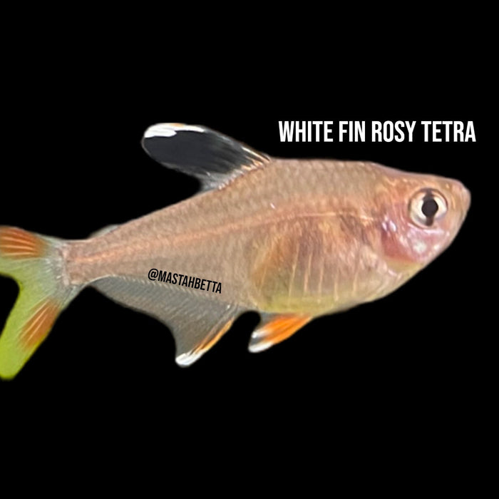 School of 12x White Fin Rosy Tetra