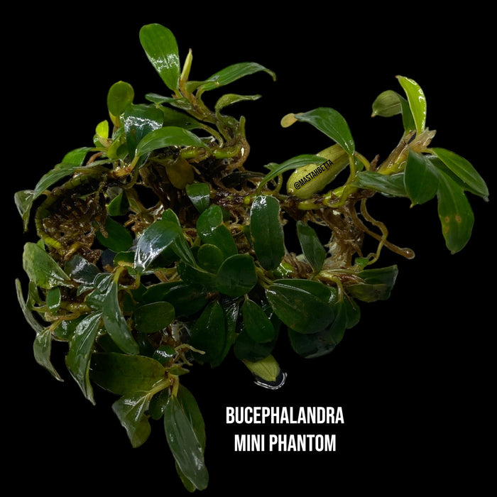 Bucephalandra Mini Phantom