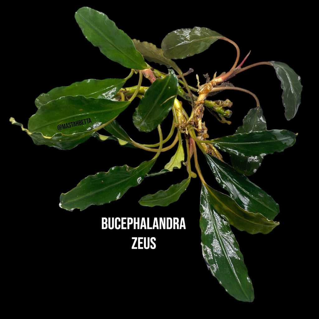 水草 BUCEPHALANDRA for kawamasa Bucephalandra Krivbass — Buce Plant
