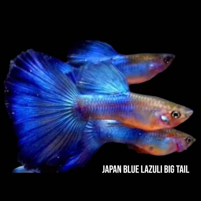 Japan Blue Lazuli Big Tail Guppy Pair
