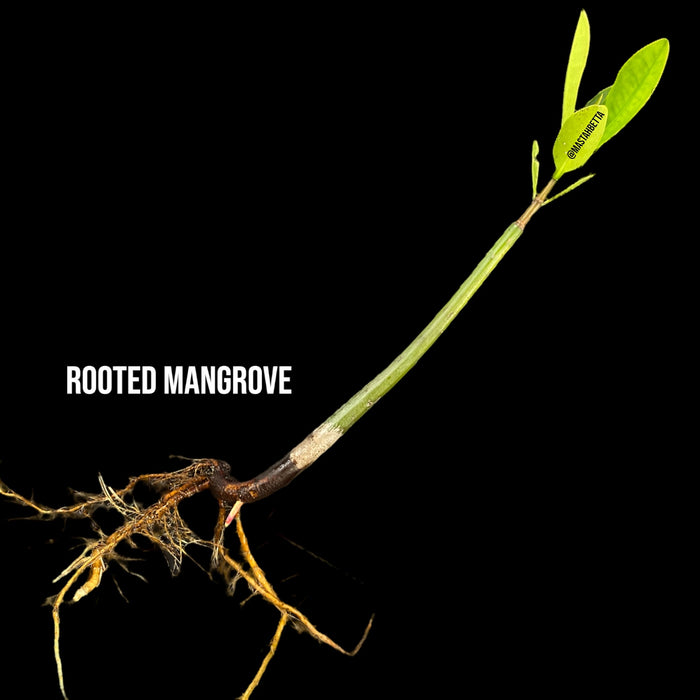 Rooted Mangrove