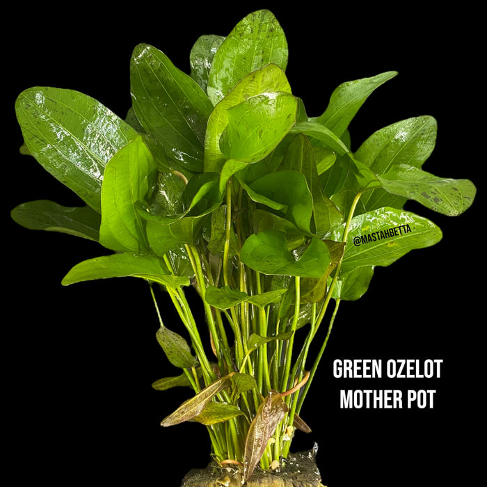 Green Ozelot Sword Mother Pot