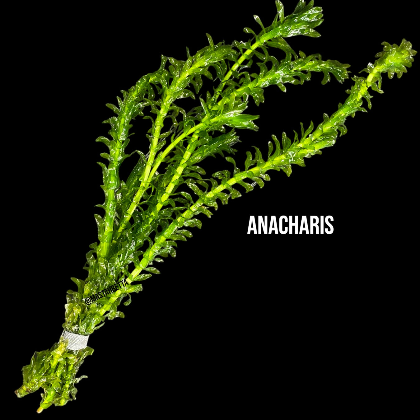 Aquatic Plants