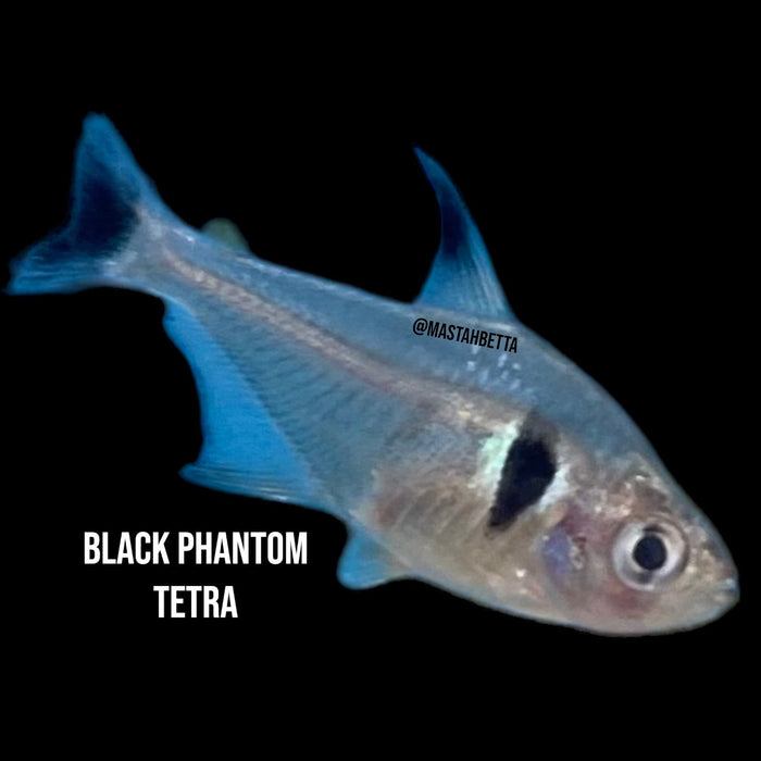 School of 6x Black Phantom Tetra