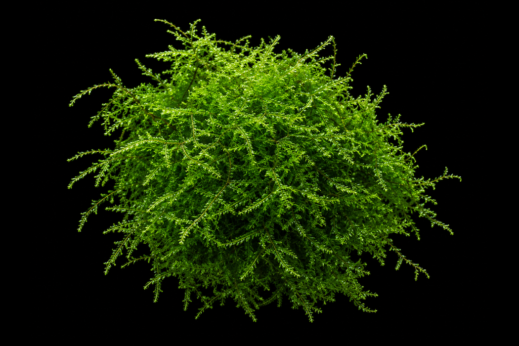 Java Moss