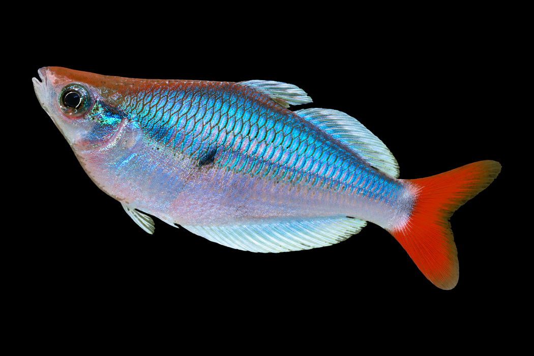 Kali Tawa Rainbowfish