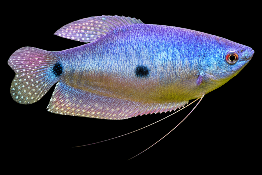 6x Lavender Gouramis