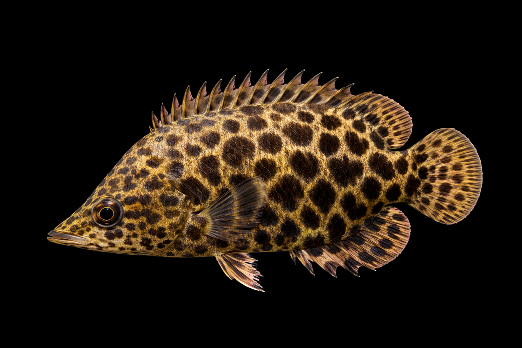 Leopard Ctenopoma