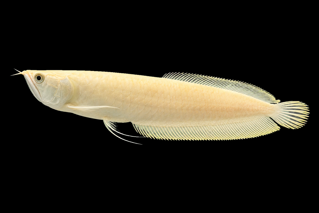 6” Leucistic Silver Arowana