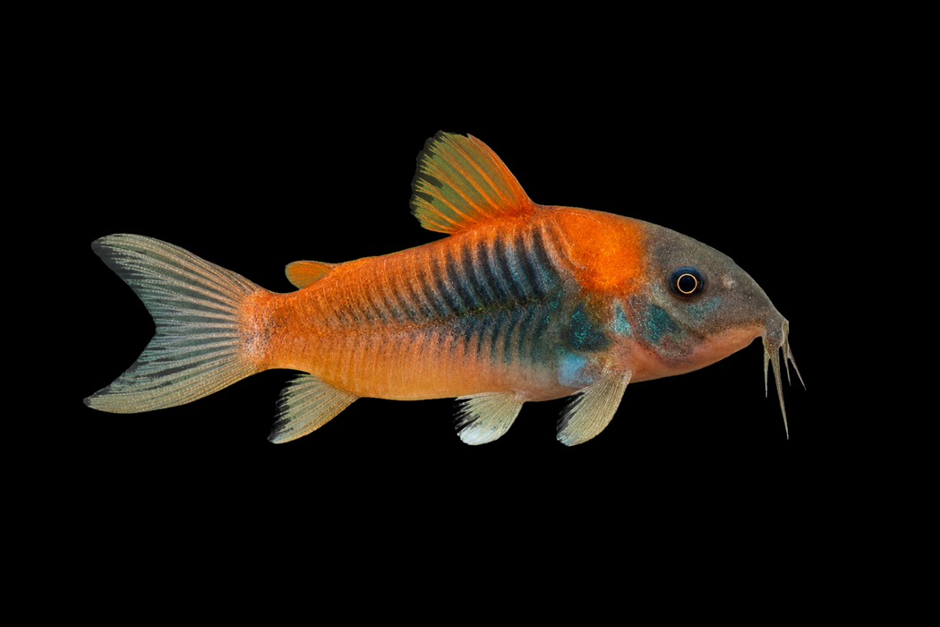 Orange Venezuelan Corydoras