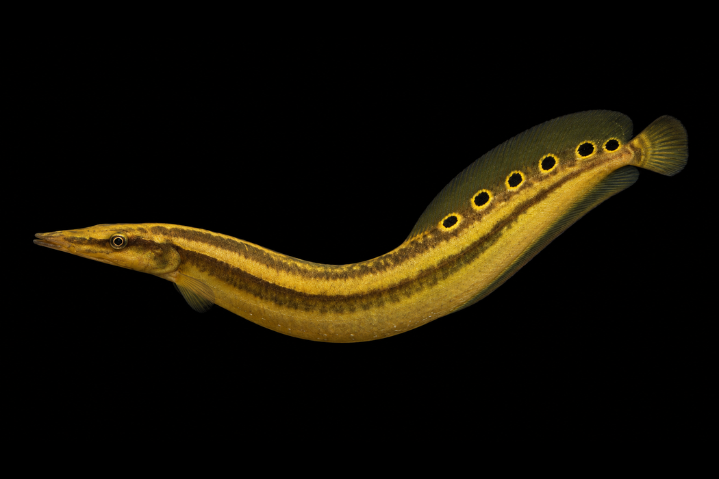 Peacock Eel
