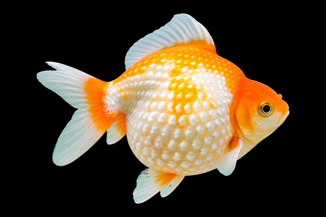 Assorted Pearlscale Goldfish