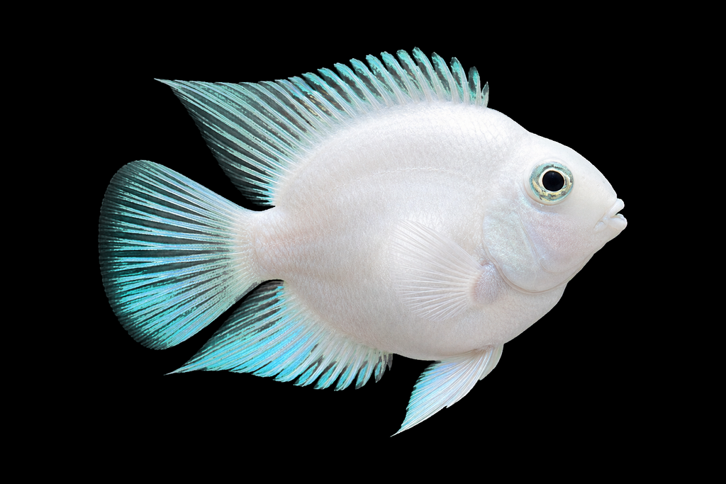 dwarf polar blue parrot fish Cichlid – Whitlyn Aquatics Group of 4 Polar Blue