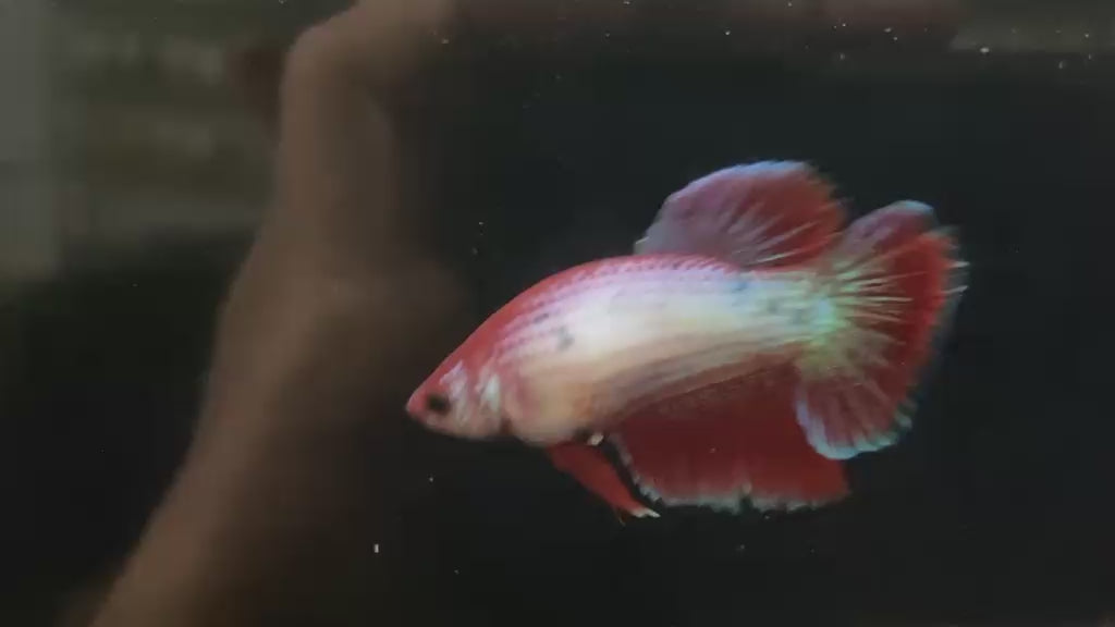 Betta Pre-Order