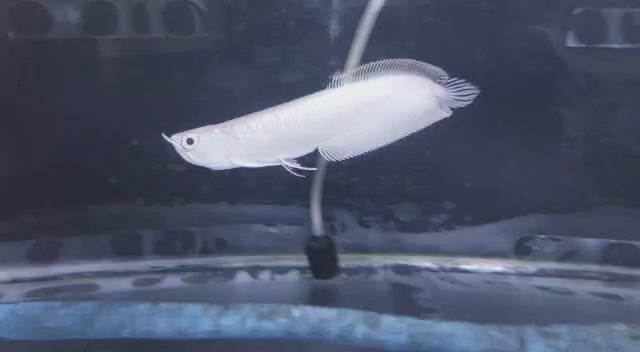 Arowana Pre-Orders