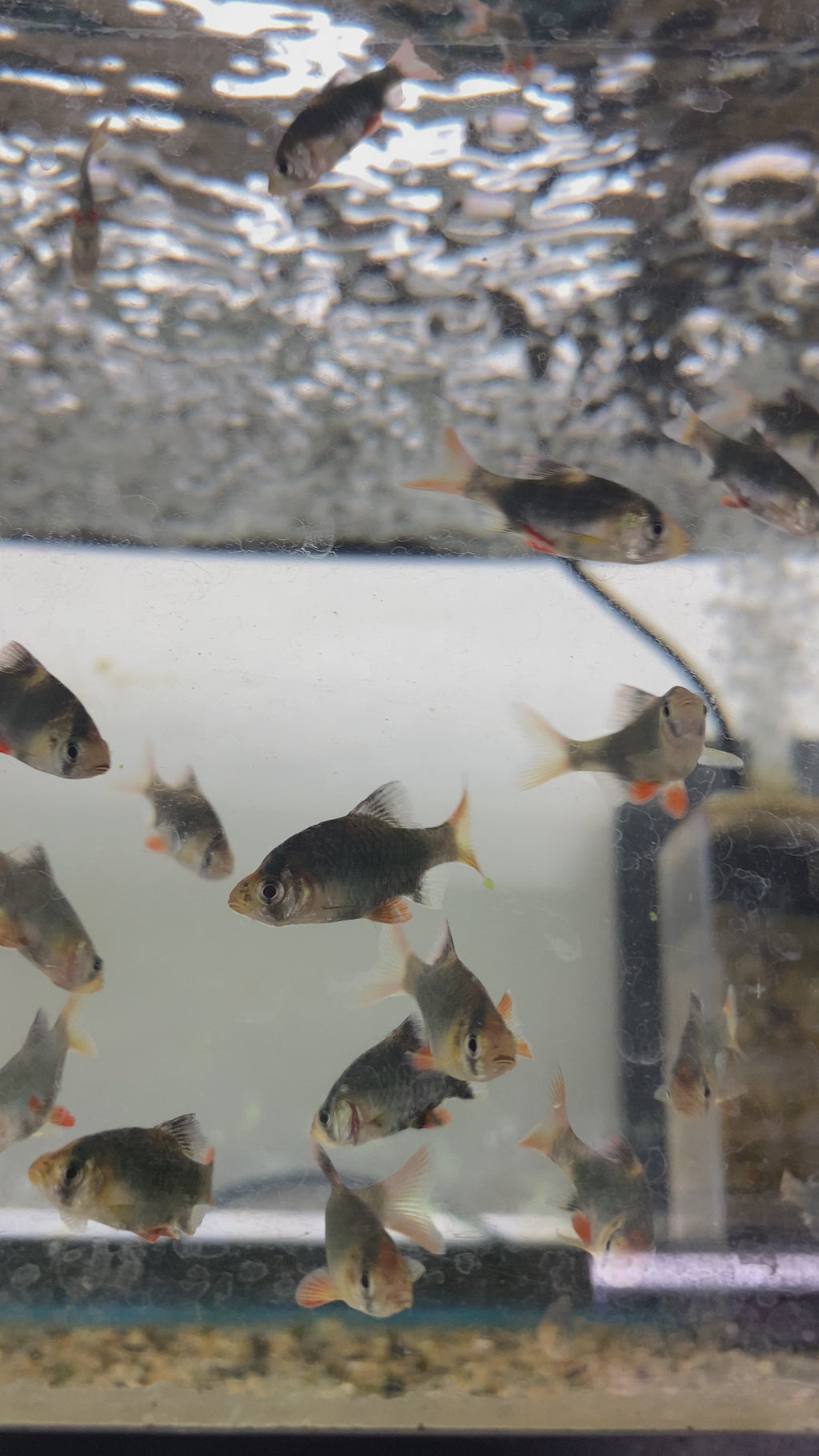 Barbs — Mastah Betta
