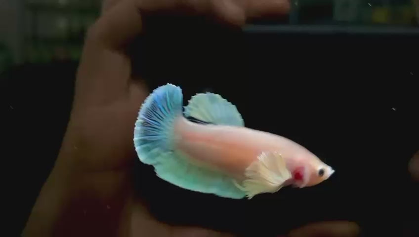 Betta Pre-Order