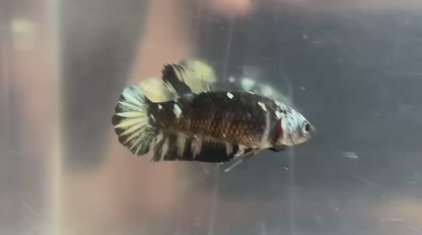 Betta Pre-Order