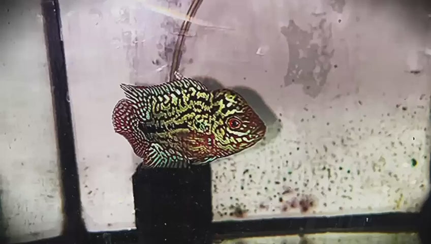 Flowerhorn Pre-Order