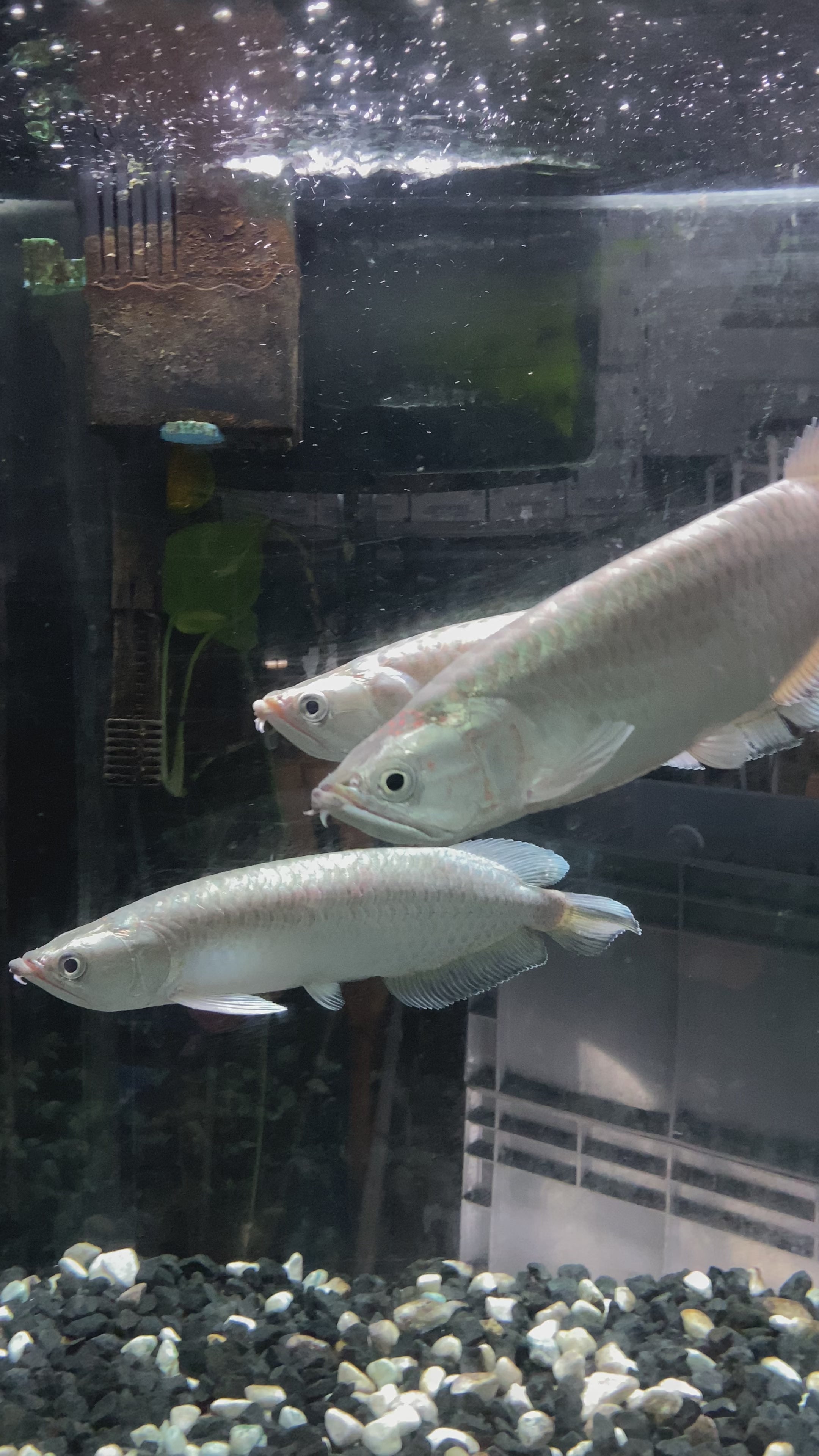 Fish — Mastah Betta
