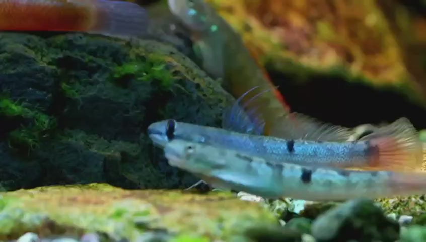 Black Spot Goby — Mastah Betta