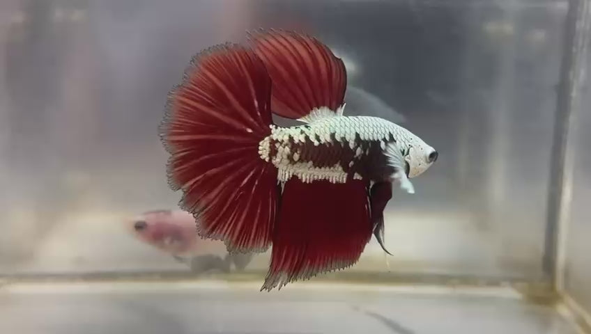 Male Bettas