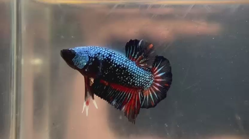 Betta Pre-Order