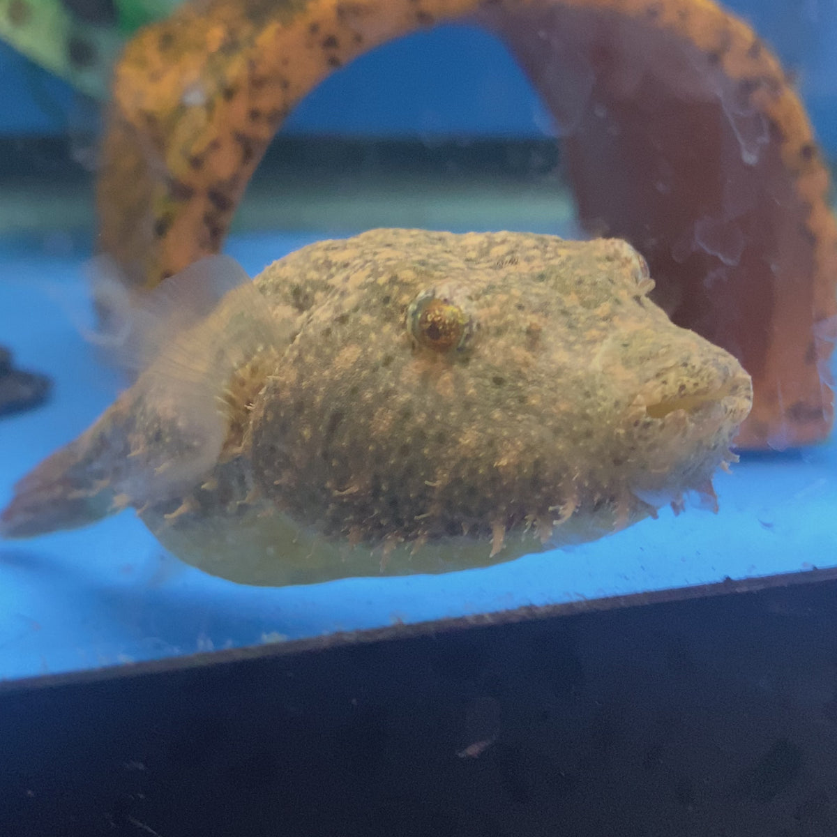 Hairy Puffer — Mastah Betta