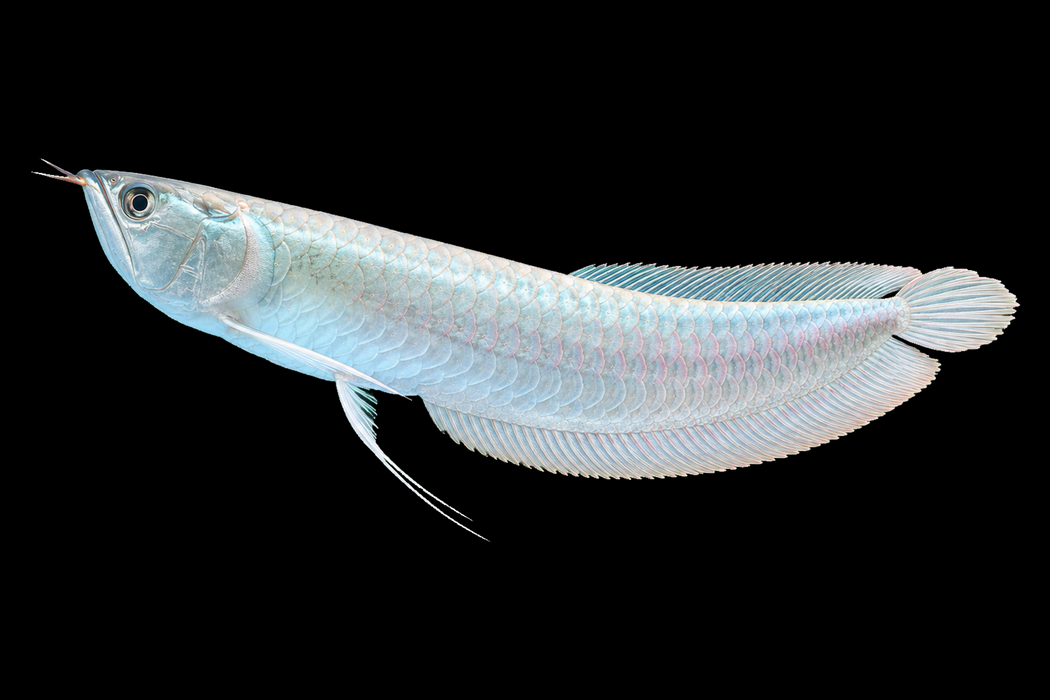 6” Silver Arowana