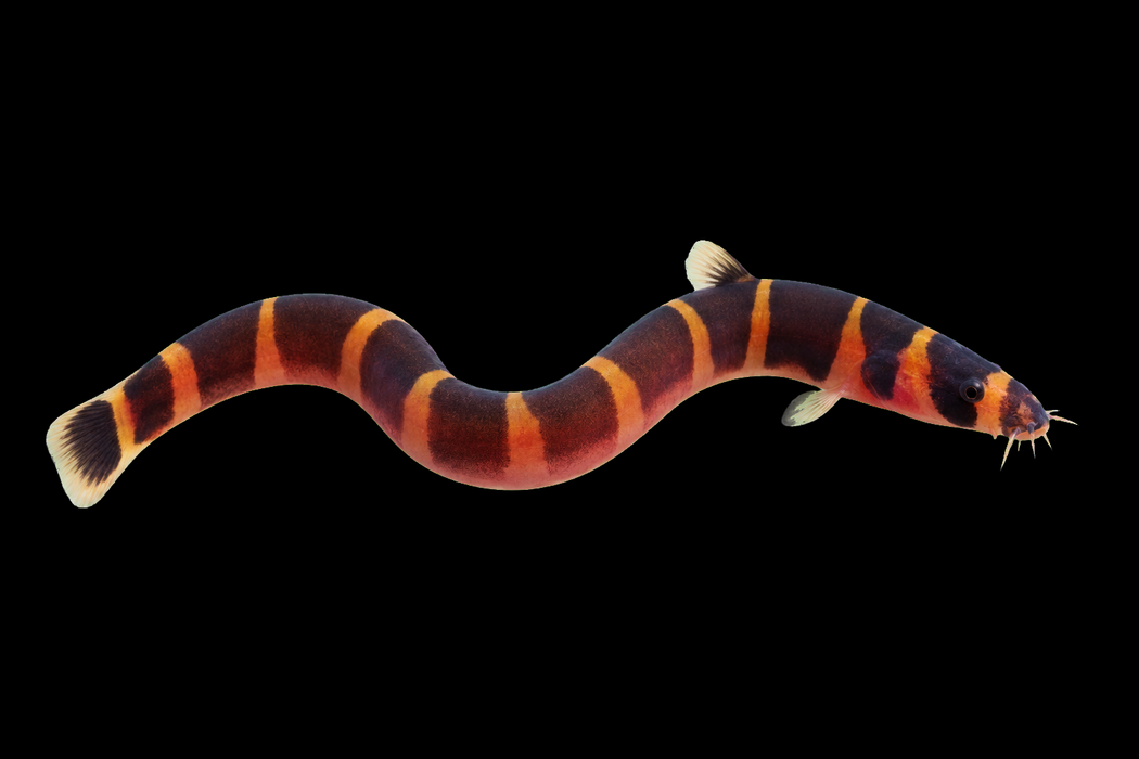 Sumatra Kuhli Loach