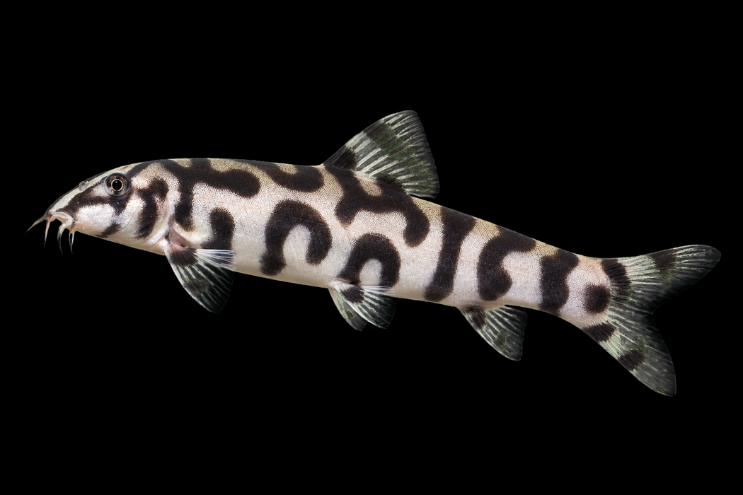 Yoyo Loach