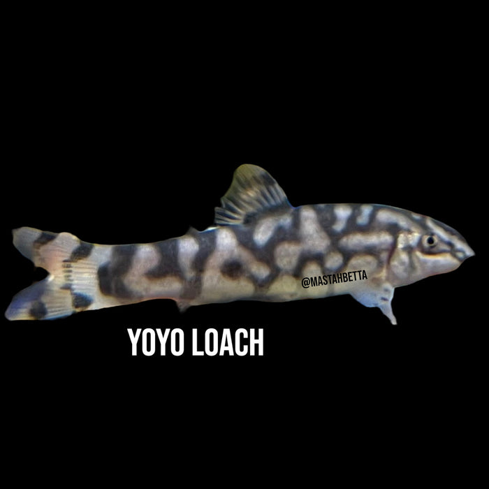 Yoyo Loach