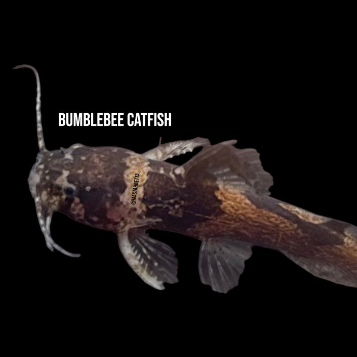 Bumblebee Catfish