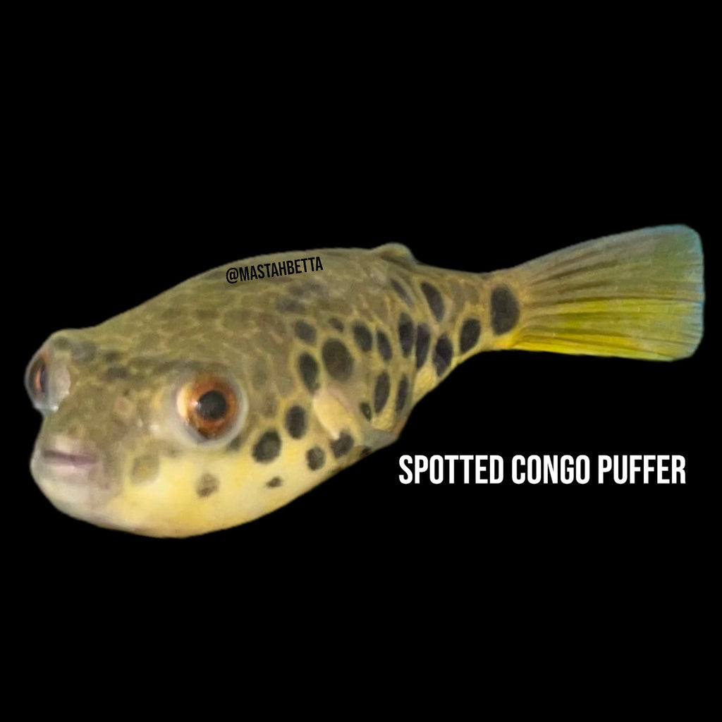 congo box puffer fish Spotted Congo Puffer — Mastah Betta
