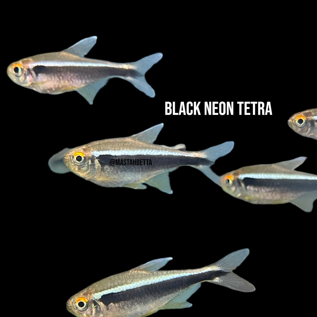 Blue Eye Black Emperor Tetra — Mastah Betta