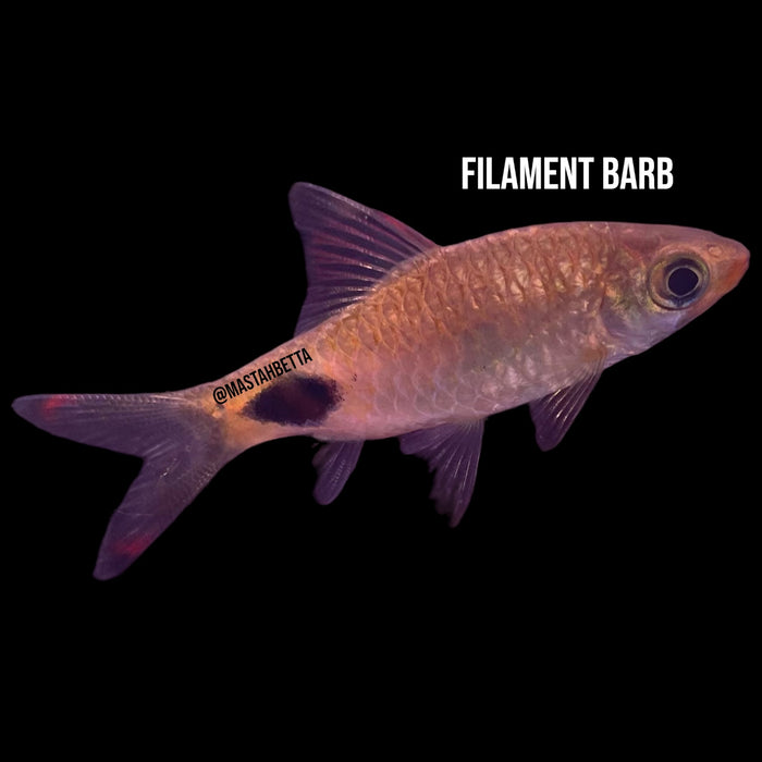 Filament Barb
