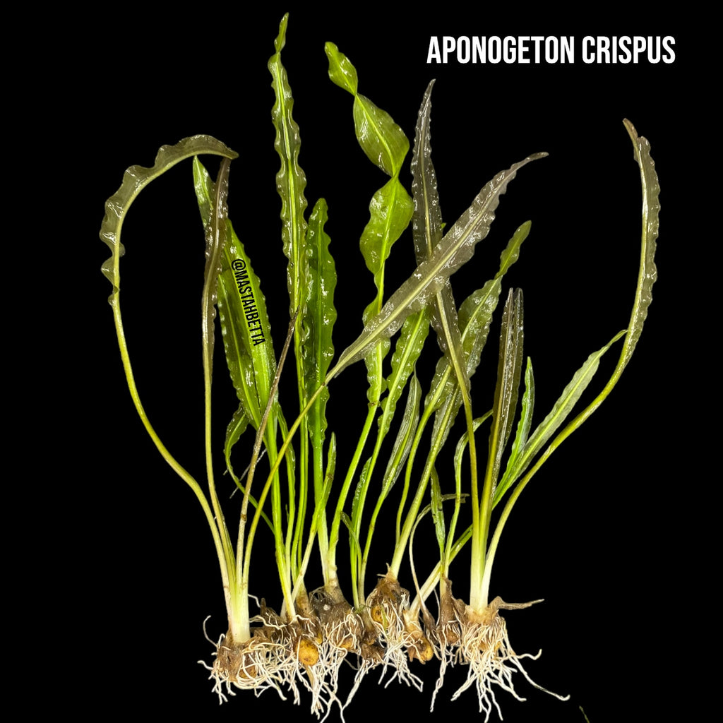 Aponogeton Crispus (Clearance) — Mastah Betta