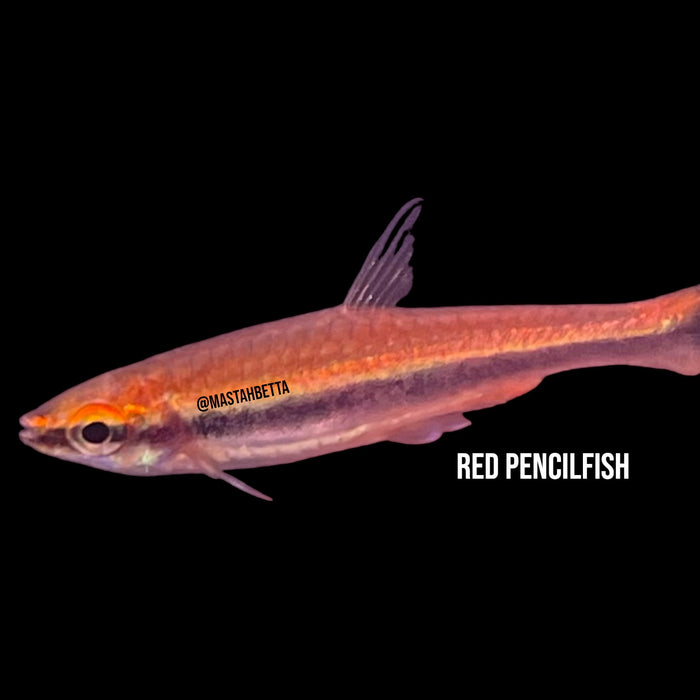 Red Pencilfish