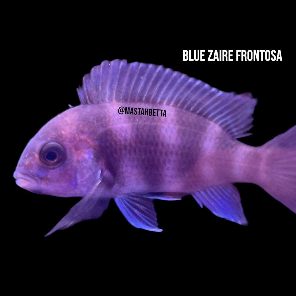 Blue Zaire Moba Frontosa Mastah Betta blue-zaire-moba-frontosa-mastah-betta