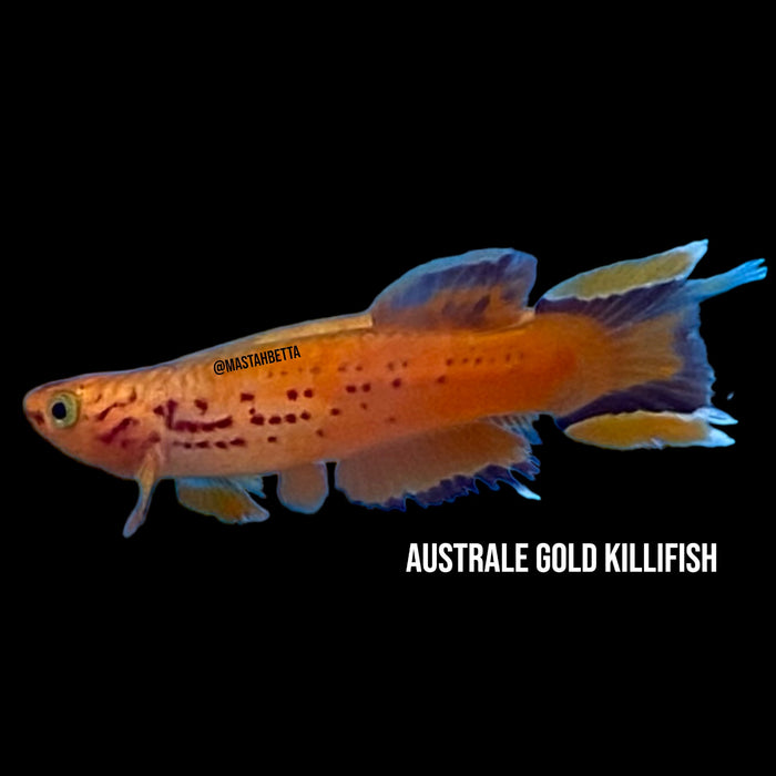 Australe Gold Killifish (Male)