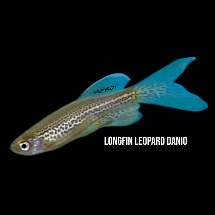 thumbnail image 2 of Pack Of 3 Longfin Leopard Angelfish - 1 Inch+ Body, Freshwater, Tropical 2 of 5