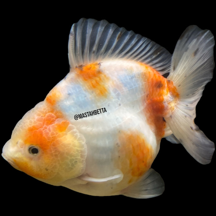 Yuan Bao Goldfish
