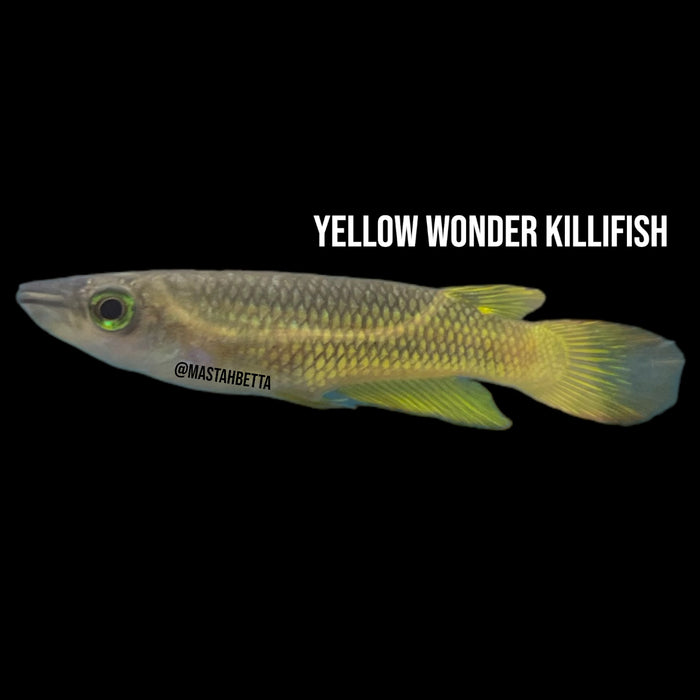 Yellow Wonder Killifish